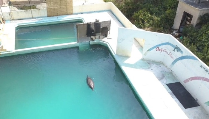 В Японии владельцы забросили морской парк и наплевали на судьбу оставшихся животных