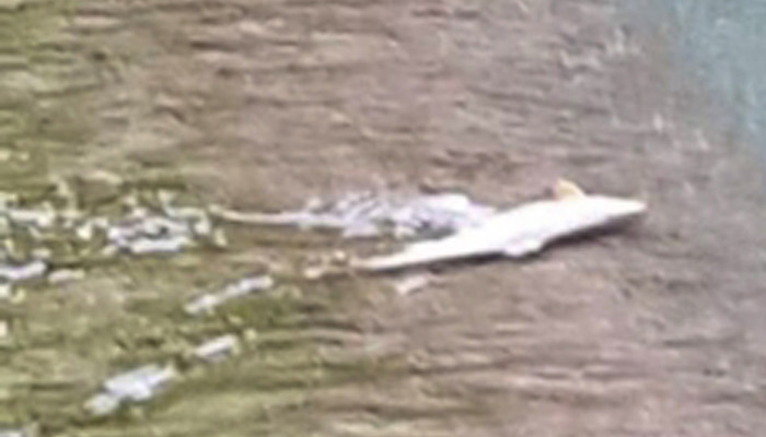 Հրազդան գետում սատկած ձկներ են հայտնաբերվել