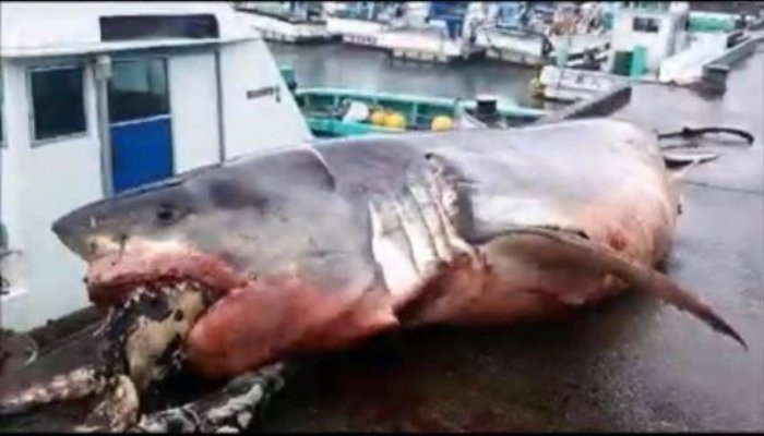 Great white shark choked to death on turtle it was trying to eat