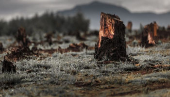 Сколько леса вырубили в 2018 году?