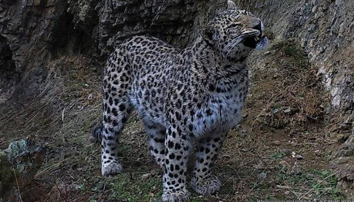 The Presence of rocky massifs and abundance of pray species create favorable conditions for the leopard