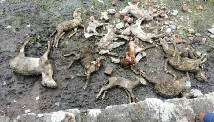 В Индии от ударов молний погибло 100 овец и мотоциклист
