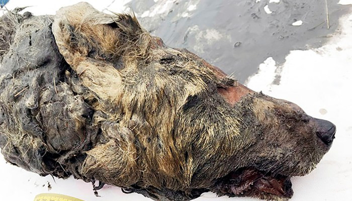 В Сибири найдена голова волка, которую отрубили 40 000 лет назад
