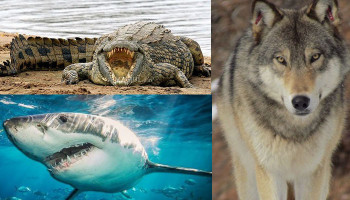 Россиянам могут запретить держать дома крокодилов, антилоп и акул