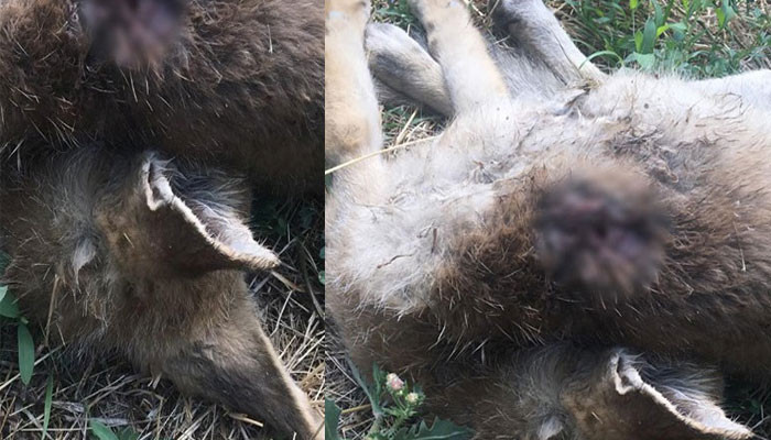 Սպանված աղվեսը Ծիծեռնակաբերդի զբոսայգում. կենդանասերները լուսանկար են հարպարակել