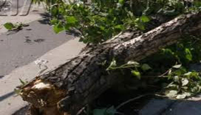 Մոսկովյան փողոցում ծառը կոտրվել և ընկել է 5-ամյա և 34-ամյա 2 քաղաքացու վրա. կան տուժածներ