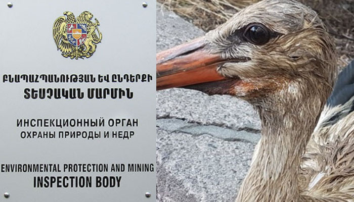 «Պարզվում են՝ ինչ նյութերով են աղտոտվել թռչունները». Բնապահպանության և ընդերքի տեսչական մարմին