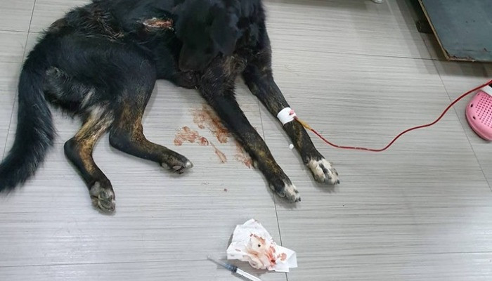 This dog appeared under our care with almost no blood