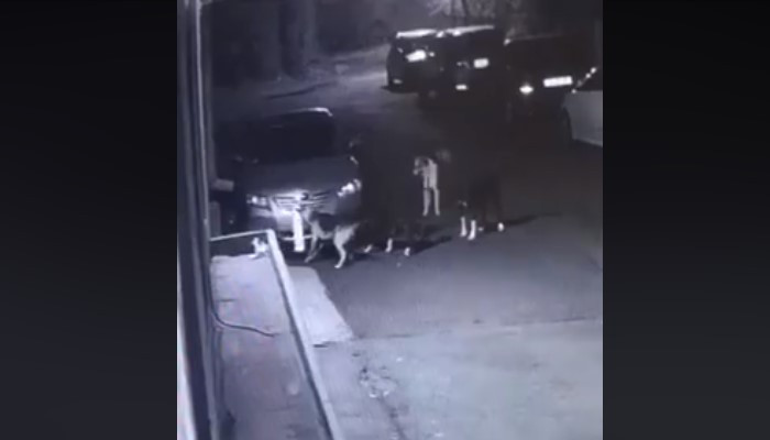 Տեսանյութ.Ահազանգ.Շները մեքենայի վրայից պոկում են պետհամարանիշն ու տանում. բա ինչ կլինի մարդկան հետ