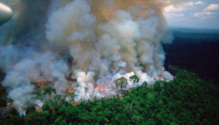 Apple выделит средства на восстановление лесов Амазонии после пожаров