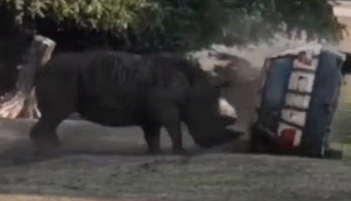 Angry rhino flips car