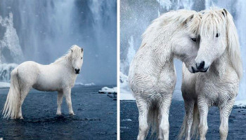 Сказочные фотографии лошадей, живущих в экстремальных условиях в Исландии