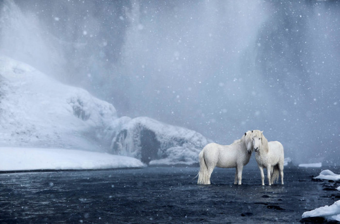 Իսլանդական ձմռան ու ձիերի անհավանական գեղեցկությունը՝ «Առասպելների թագավորությունում»