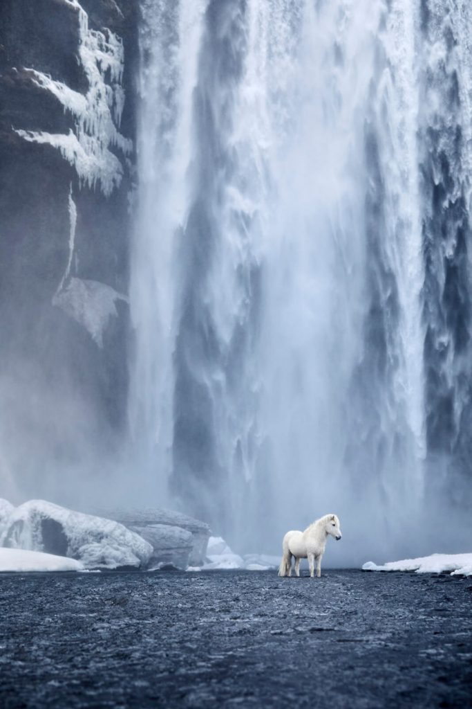 Իսլանդական ձմռան ու ձիերի անհավանական գեղեցկությունը՝ «Առասպելների թագավորությունում»