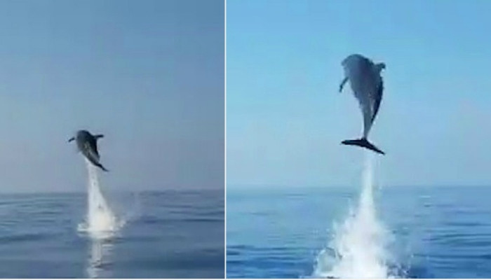 Fishermen release baby dolphin snared in a net before its overjoyed mother 'thanks' them with a series of spectacular jumps off Italian island