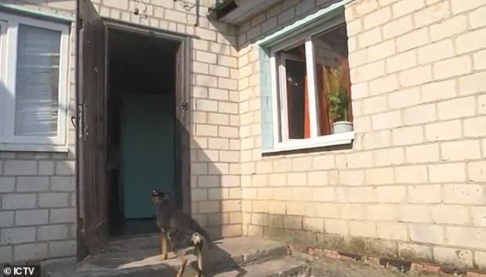 В Украине женщина отрубила пенис мужа и скормила его собакам