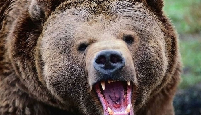 В Забайкалье на машину с семьёй напал медведь