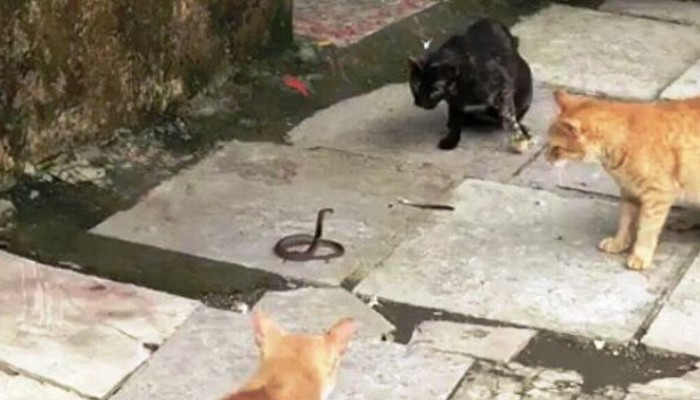 Кошки против кобры