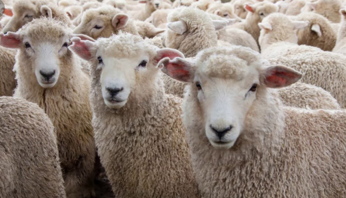 Կառավարությունը հաստատեց 2019-2023 թթ ոչխարաբուծության և այծաբուծության զարգացման ծրագիրը