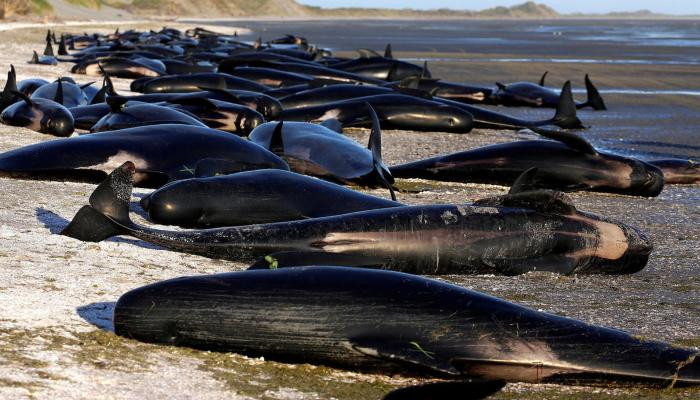 В одночасье сотни дельфинов выбросились на берег