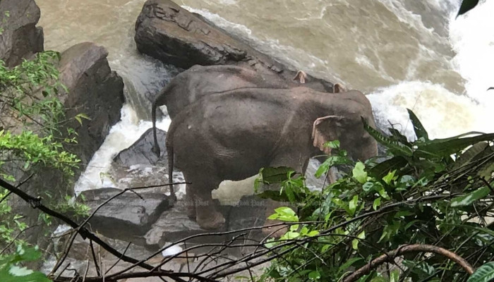 В Таиланде пять слонов погибли, пытаясь вытащить из водопада слоненка
