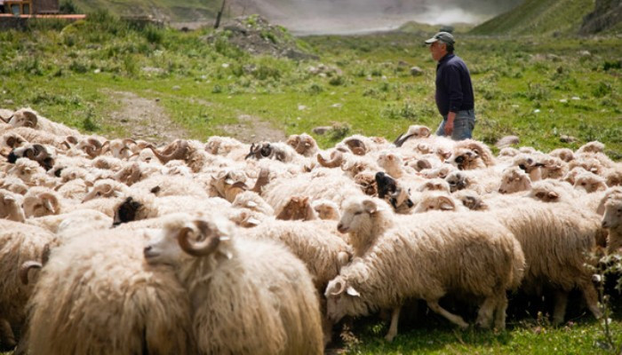 На юге Грузии из-за удара молнии погибли пастух и десятки овец