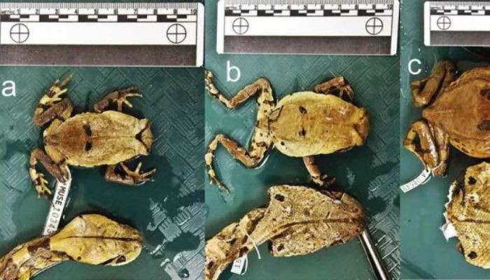 A clever African toad learned to copy a deadly snake to trick predators out of eating it