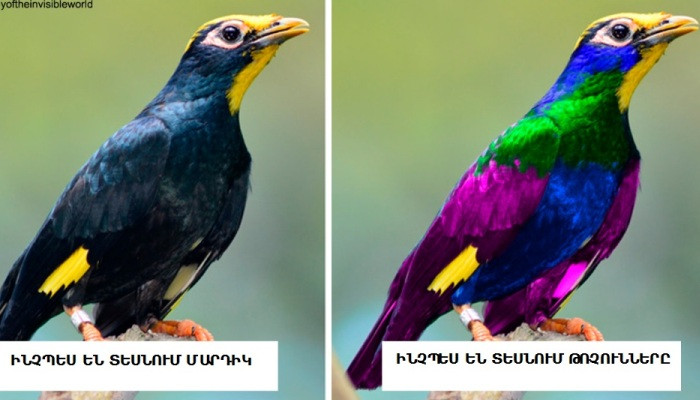 Вот как птицы видят мир по сравнению с людьми