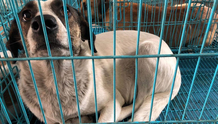 Կենդանաբանական այգու աշխատակիցները 5 շուն են բռնել