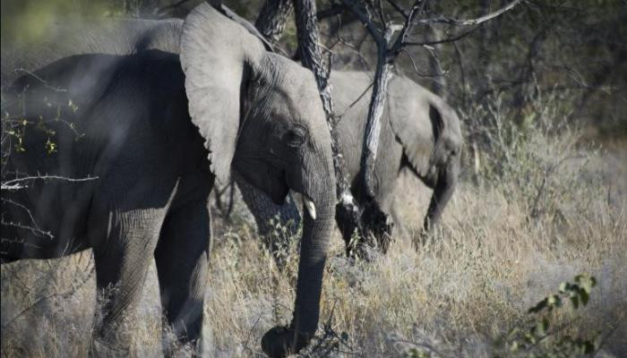 В Намибии слон убил туриста