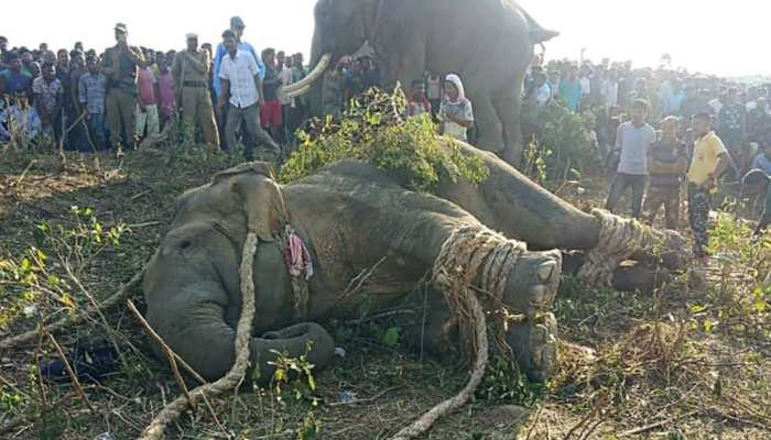 Rogue 'Bin Laden' elephant caught in India after killing five people