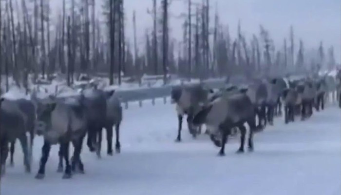 В необычную "живую" пробку из оленей попал водитель на Ямале.