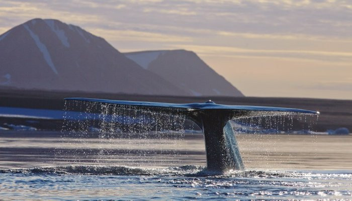Синий кит взмахивает хвостом неподалеку от Шпицбергена