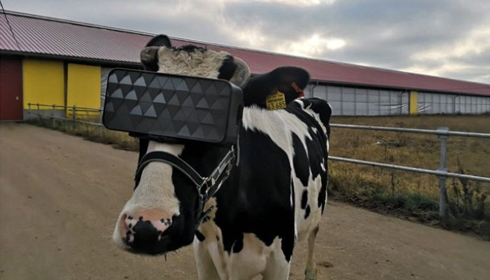 В Подмосковье тестируют VR-очки для коров