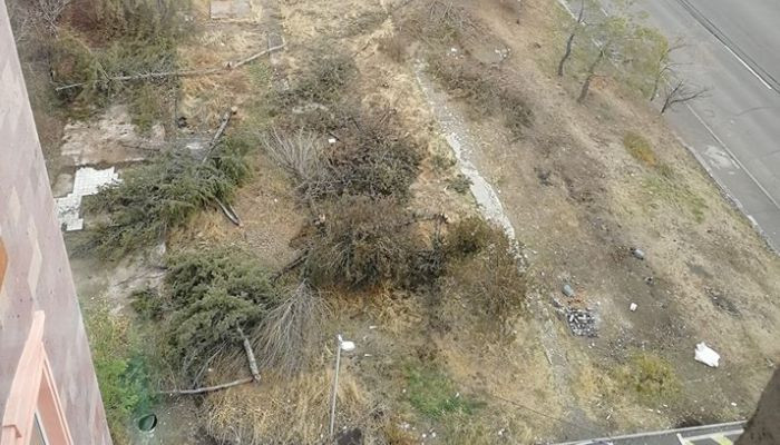 Ծառերի սպանդ՝ Երևանում. օգտատերերն ահազանգում են
