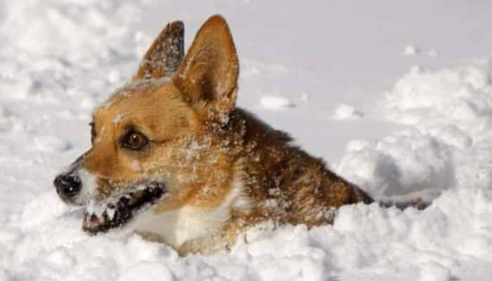 Փենսիլվանիայում ցուրտ գիշերներին շներին դրսում թողնողներին սպասվում է ազատազրկում