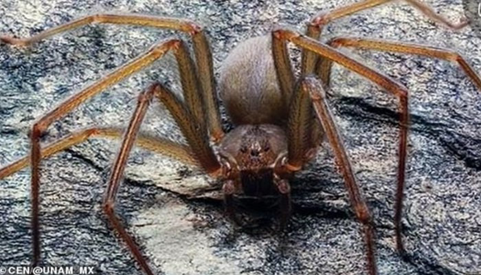 В Мексике обнаружен ядовитый паук, который прячется в одежде и мебели