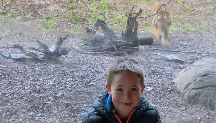 В Дублине отец снял на видео, как тигр бросился на его сына в зоопарке