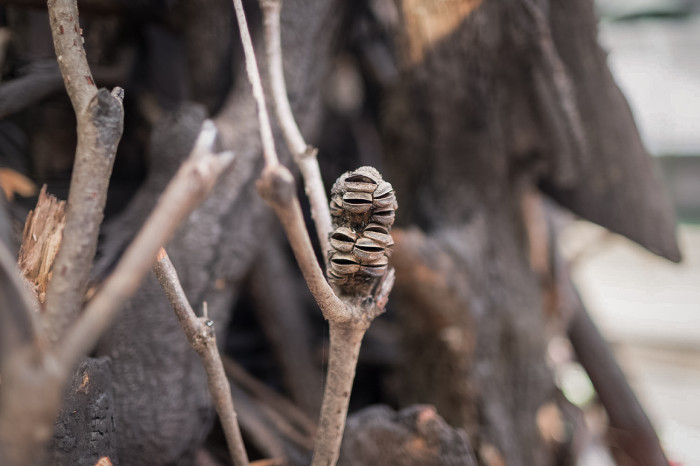 Ինչու է Ավստրալիայի ամանորյա խորհրդանիշը դարձել «Այրված ծառը»