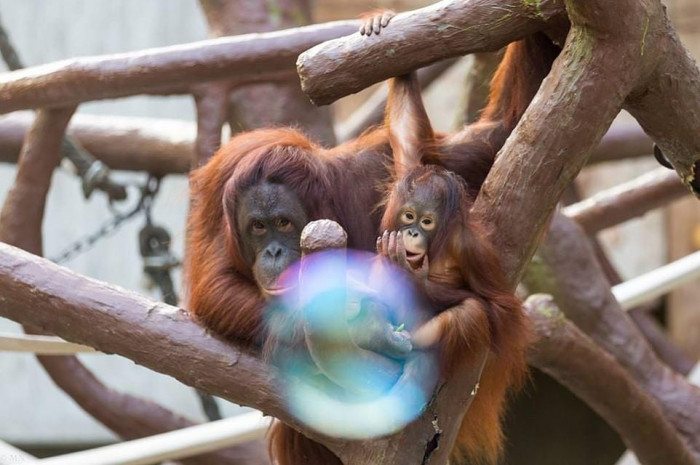 Հրդեհին զոհ գնացած կապիկների այս լուսանկարը կենդանաբանական այգին հրապարակել էր հրդեհի նախօրեին