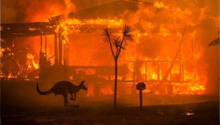 В Австралии выделят $1,4 млрд для восстановления после лесных пожаров