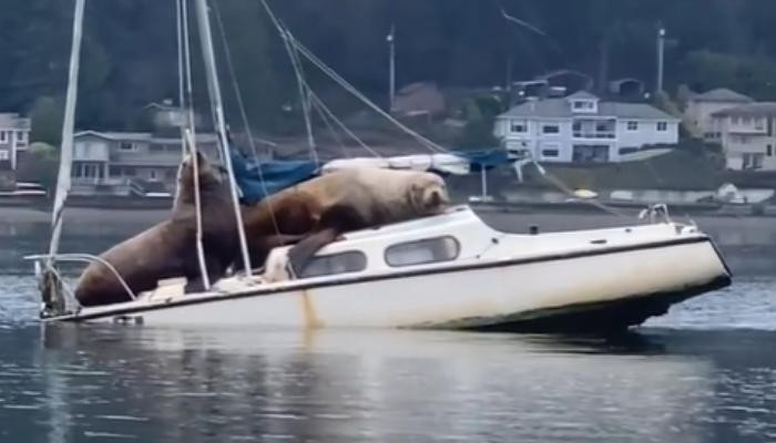 Морские львы захватили катер и едва его не потопили
