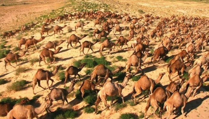 Officials to kill thousands of camels in Australia as they drink too much water amid wildfires