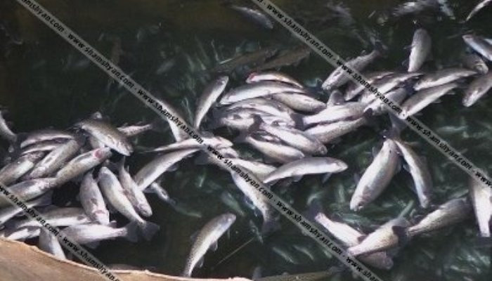 Ձկների զանգվածային անկում Գետամեջում. պատճառվել է 5-6 մլն դրամի վնաս