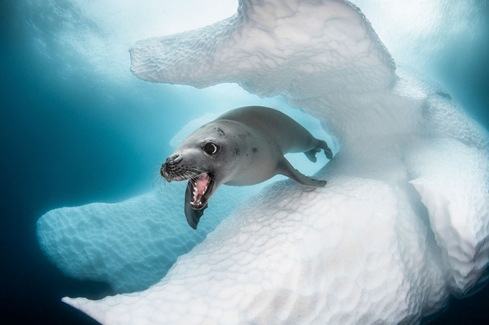 Օվկիանոսի լավագույն լուսանկարները՝ արված 2019-ին