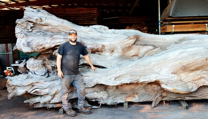 Artist Uses a Chainsaw to Transform a Fallen Redwood Tree Into a Stunning Giant Pacific Octopus