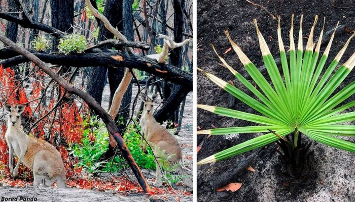 Ավստրալիայի անտառներ է վերադառնում կյանքը