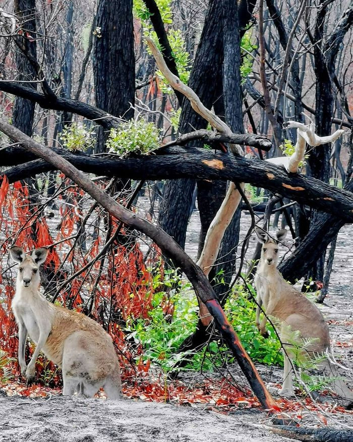 Ավստրալիայի անտառներ է վերադառնում կյանքը