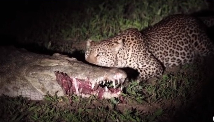 Leopard snatches raw meat from jaws of crocodile in wild video