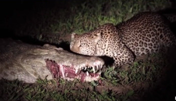 Леопард вырвал мясо антилопы из челюстей сонного крокодила